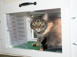 cat window patio