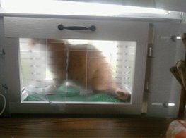 cat window patio