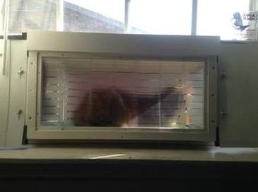 cat window box