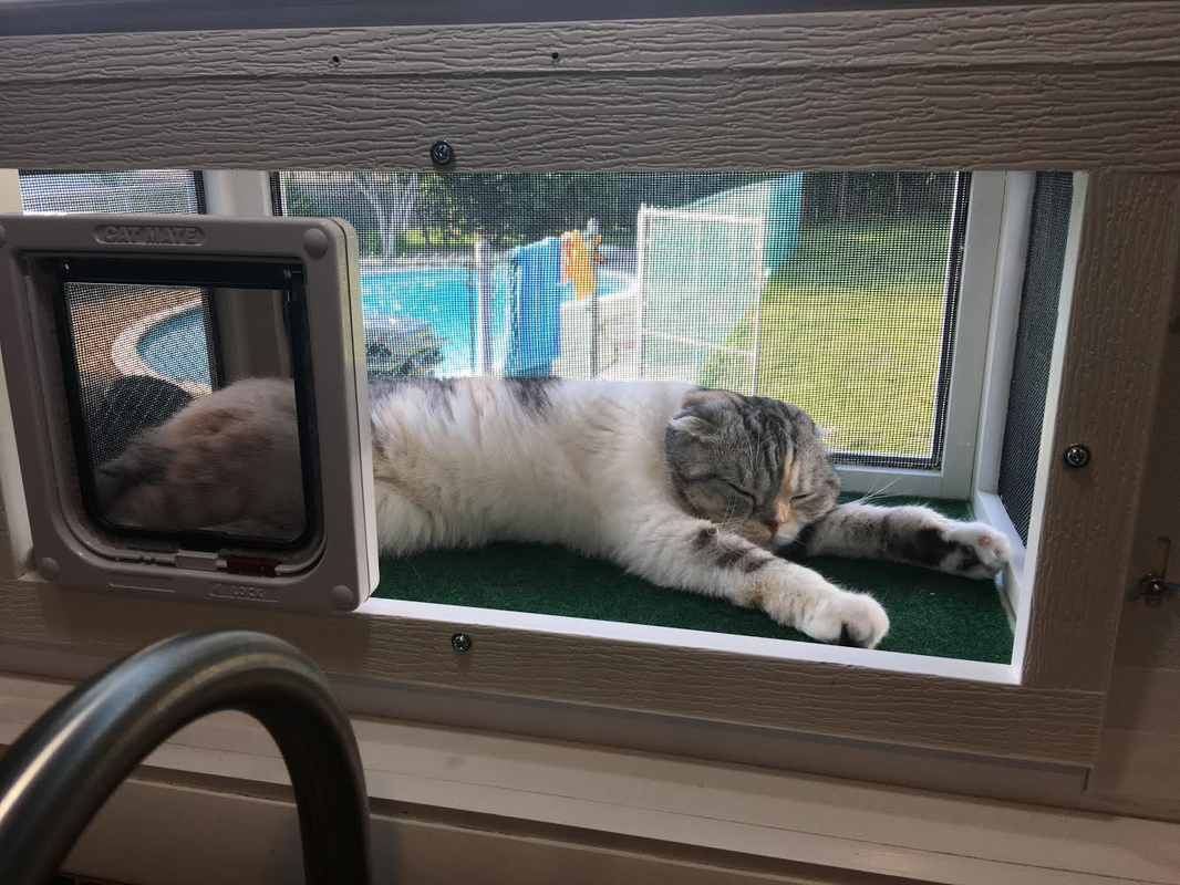cat outside window perch